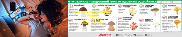 дмт Верея
