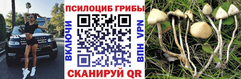 купить наркоту  гидра рабочий сайт  Псилоцибиновые грибы Cubensis  Калач 